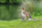 Egyptian goose & her family
