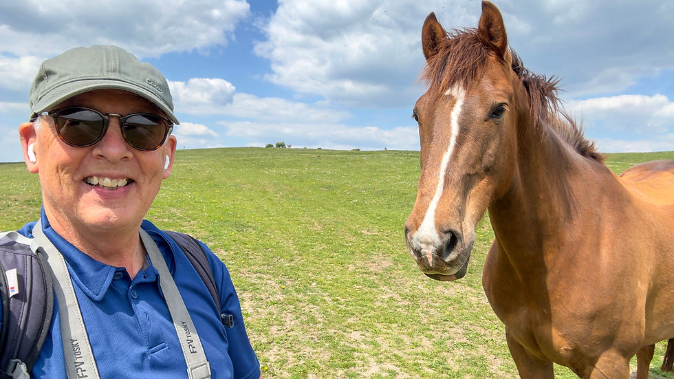 Friendly wild pony