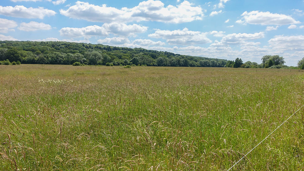 Wytham Great Wood
