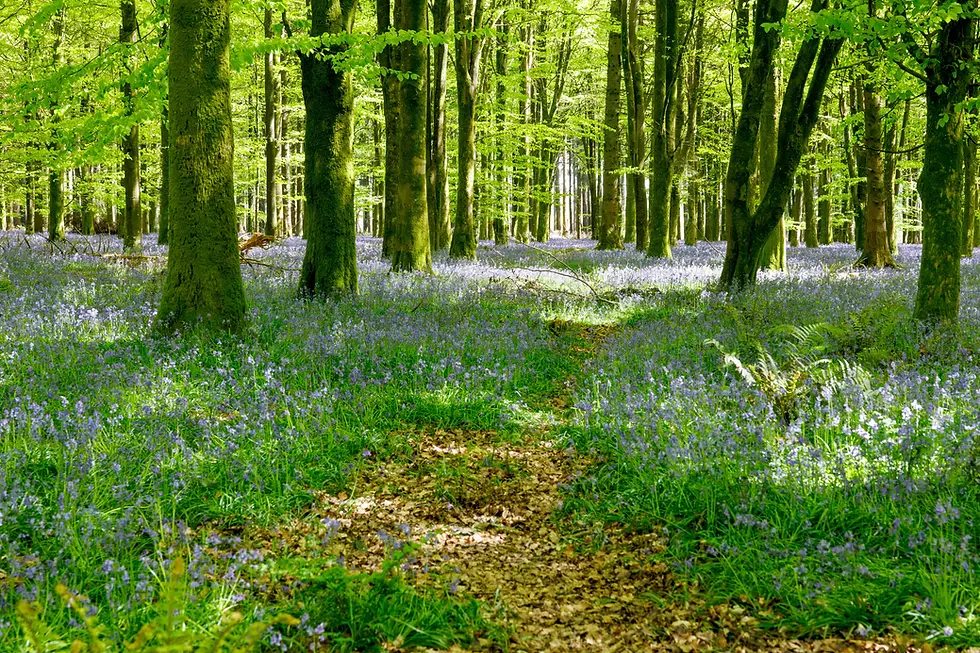 Bluebell Heaven!