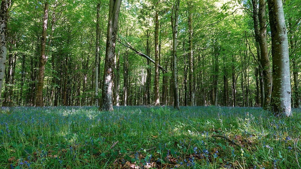 Bluebells everywhere