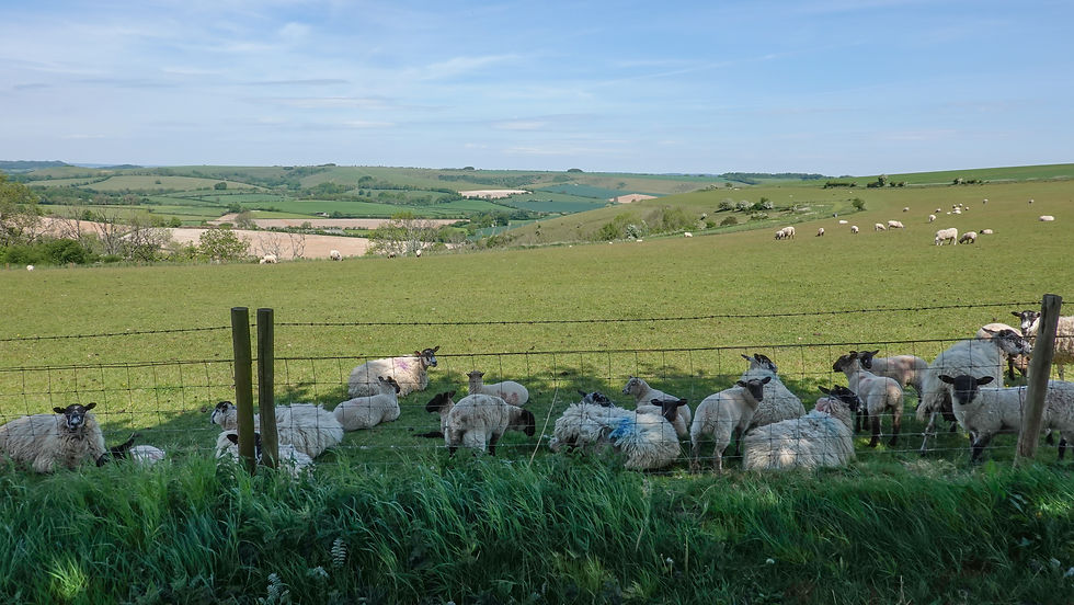Sheep keeping cool in the shad