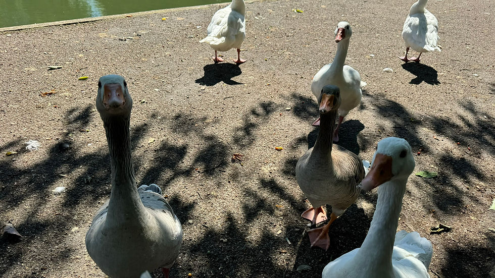 Inquisitive geese