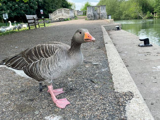 IA-0006 - Inquisitive goose at Iffley Lock.JPEG