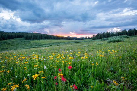 Expanding the field for feeling