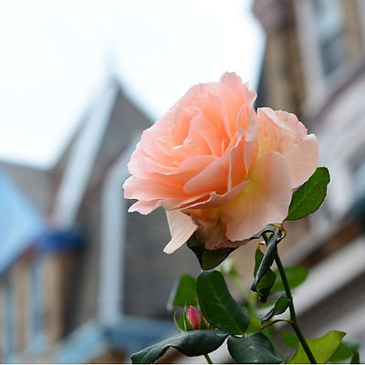 A single rose rising above the tops of houses