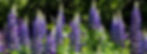 Lupines florecidos