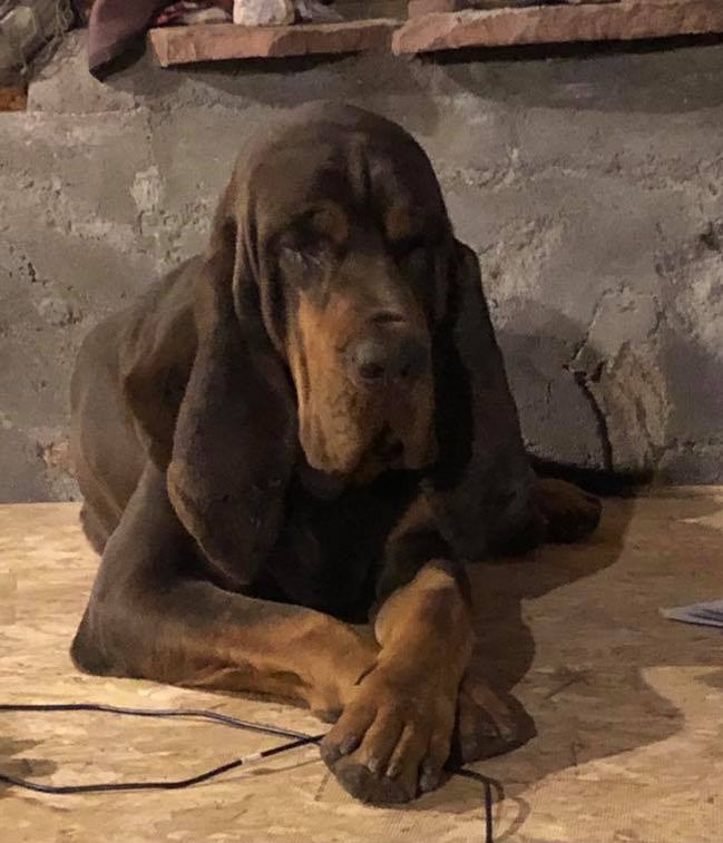 sage mountain bloodhounds