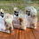 Thumbnail: Honey Caramels