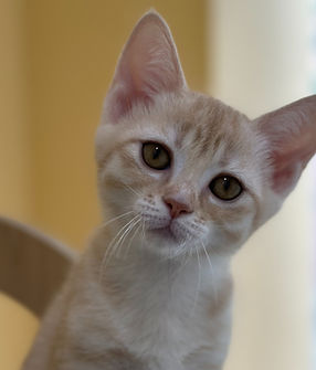 getImage (8)_edited_edited_edited.jpg