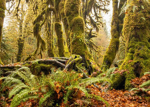mossy trees