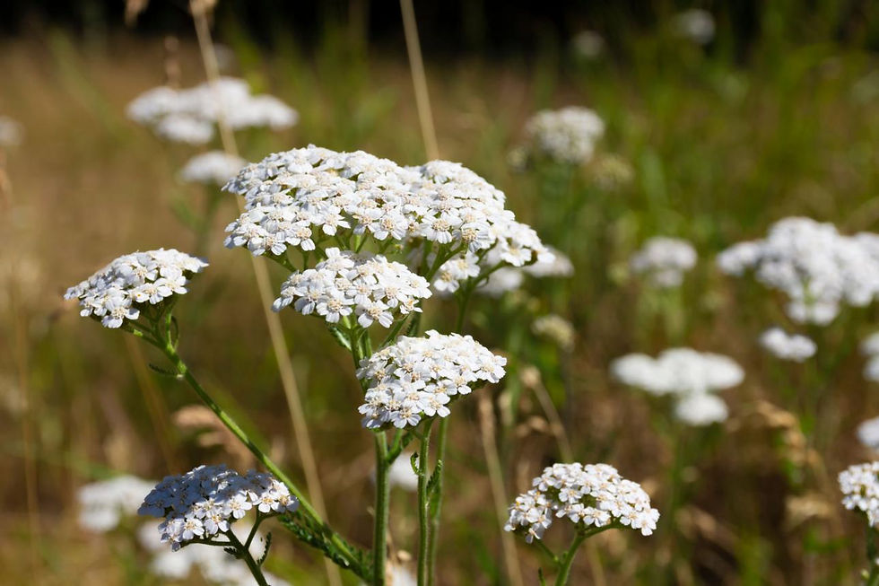 yarrow