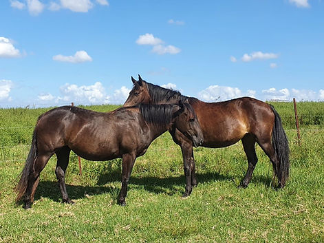 My 2 horses, sadly Flame has since passed