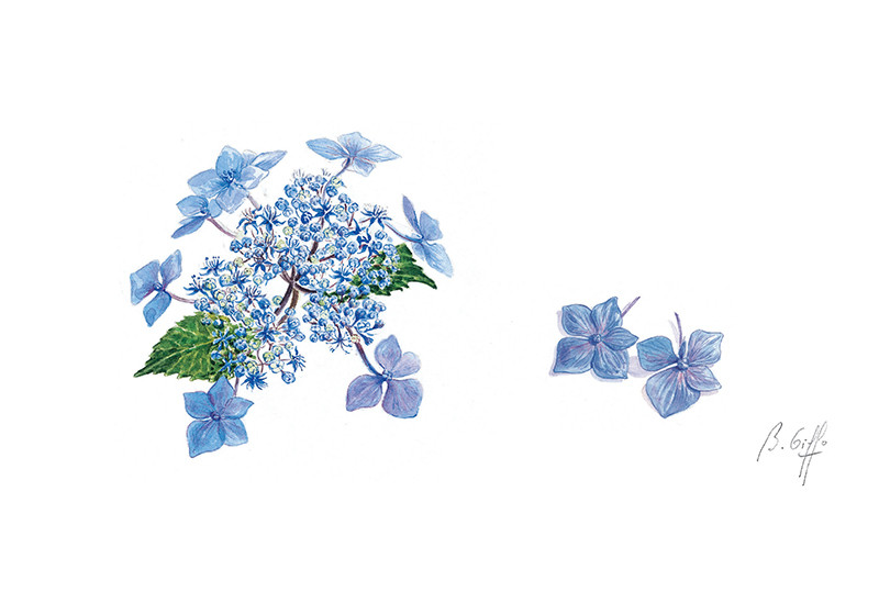 Souvenirs du jardin - L’hortensia   