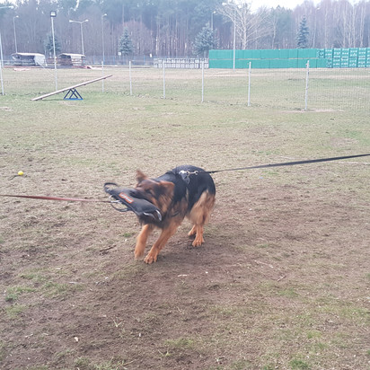 Trening