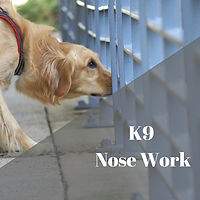 Nose Work