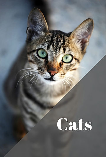 Cats and essential oils
