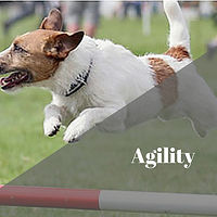 Agility