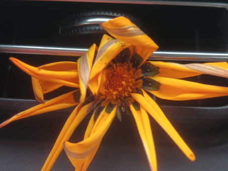 Eco-Psych Journal 24 Sept 2024