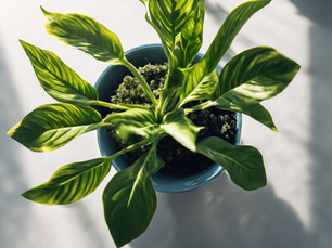 Empower Your Financial Growth with Neelkanth Consultancy's Tailored Plans