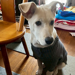 20260201_LINE_ALBUM_ラン(旧ニカ)♂_260201_1_edited