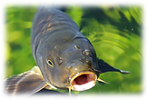 carp.png