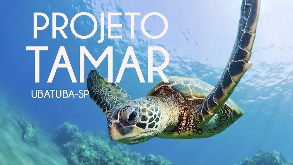 Imagem de divulgação do projeto de conservação de tartarugas marinhas Tamar. Fonte: http://www.tamar.org.br