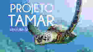 Imagem de divulgação do projeto de conservação de tartarugas marinhas Tamar. Fonte: http://www.tamar.org.br