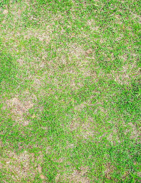 Eastern North Carolina Drought Dry Grass.jpg