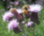 Our bees on Canada Thistle