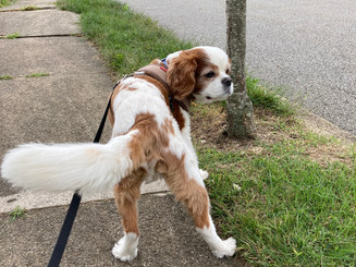 Prince Harry
King Charles Cavalier