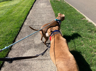Wilow & Coda.jpeg
