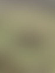 Those are NOT mass graves back there.