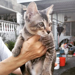 Kittens Cares Shelter Jb