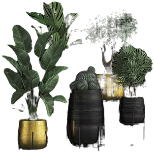 SISI House Welcome page plant