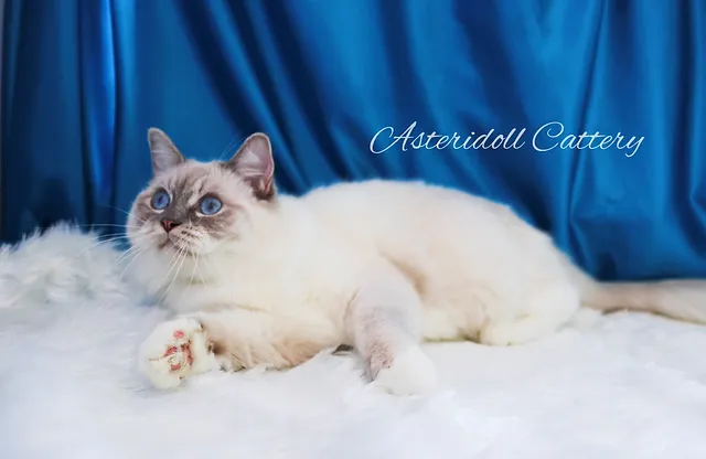 rock creek ranch ragdolls