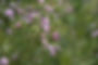 DSCF0512.JPG