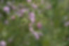 DSCF0512.JPG