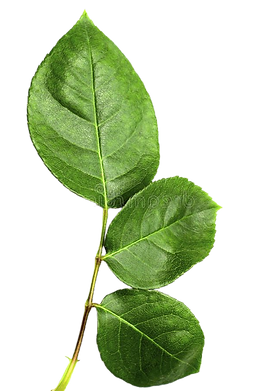 Rose_leaves_stock_photo__Image_of_freshn