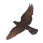 PALOMA.png
