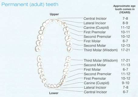 At what Age should I Bring my Child to see an Orthodontist?