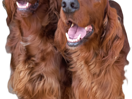 Papillons & Irish Setters