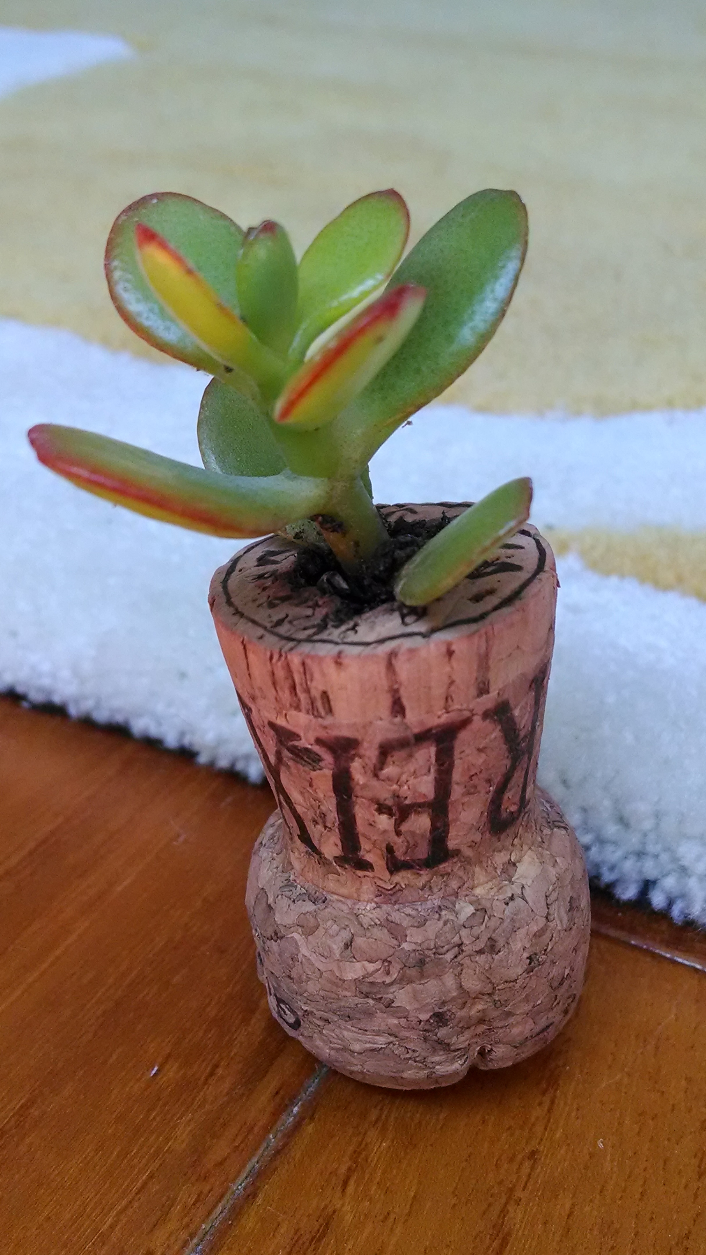 Succulent fridge magnet - great gift!