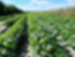 Photo of crops in the Ag Reserve Area