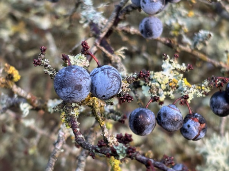 And if you are so minded, it’s still not too late to make your own sloe-gin. There are still berries on the bushes. Sugar + Gin + Sloes, mix and leave for 3 months. Simple and tasty!