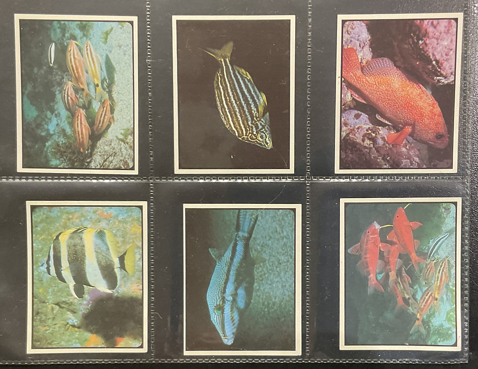 Thumbnail: Sanitarium New Zealand Reef Fish Cereal Cards