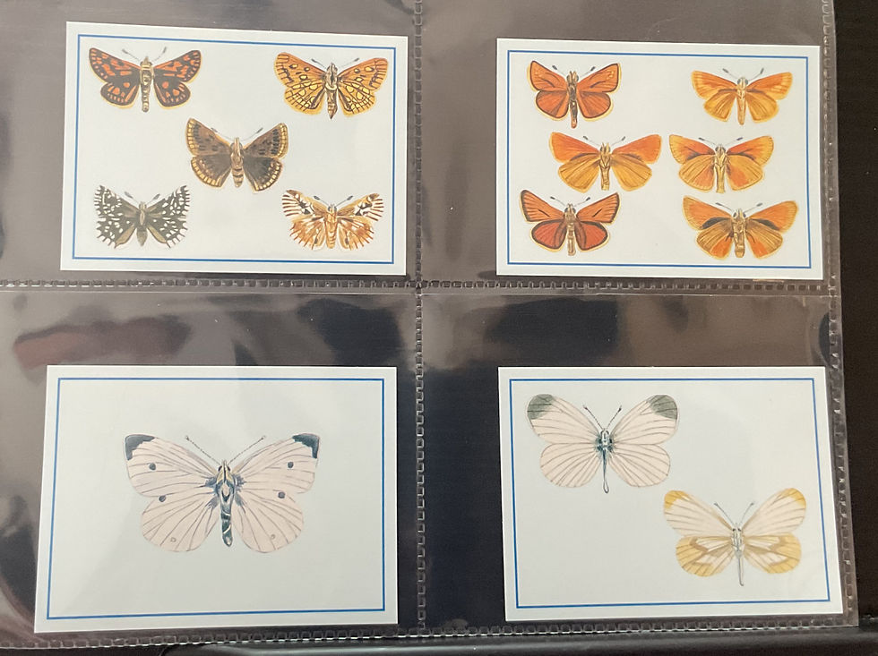 Thumbnail: Q Cards Butterflies Of The British Isles Trade Cards