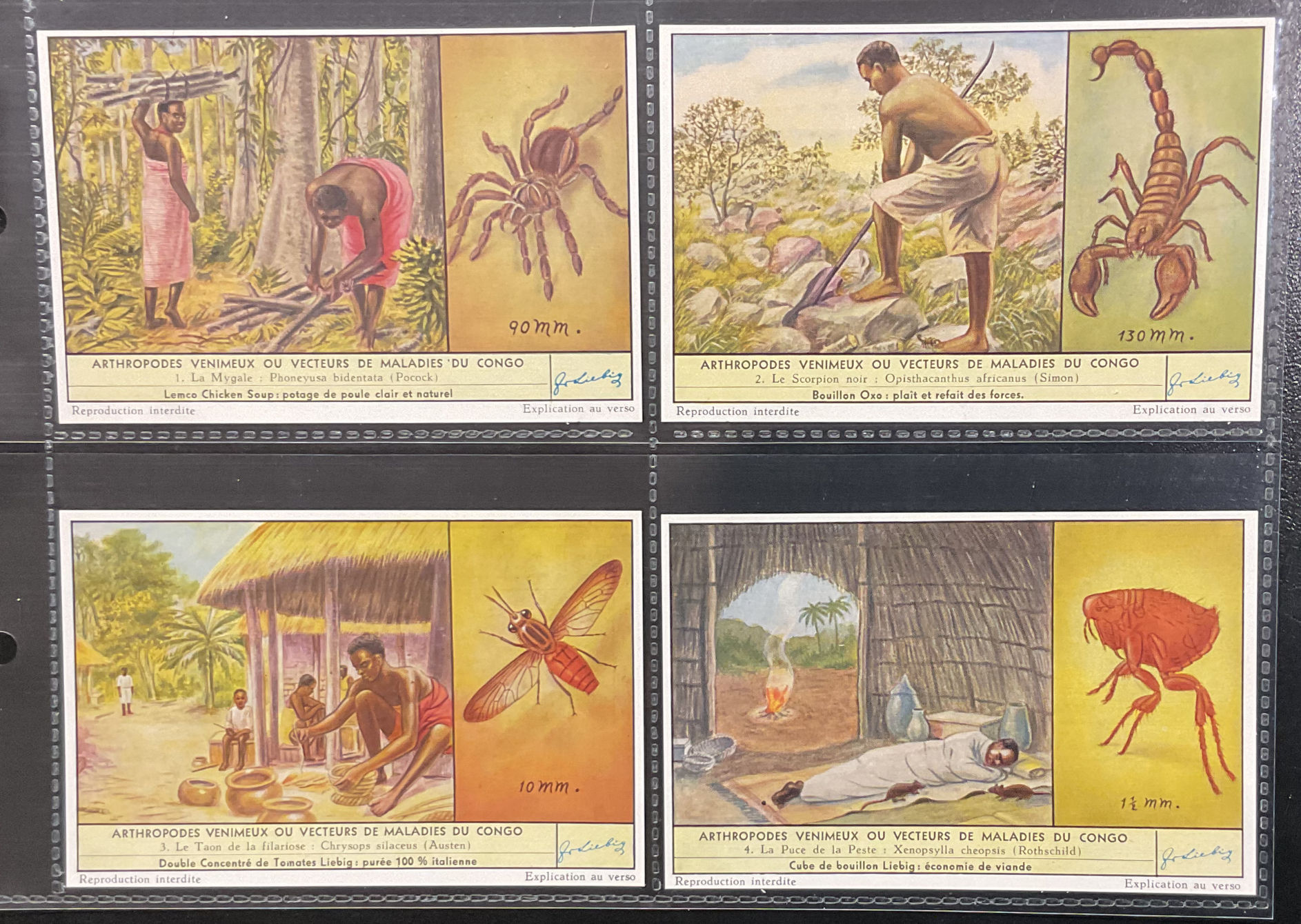 Liebig Harmful Insects Of The Congo S1637 Liebig Cards
