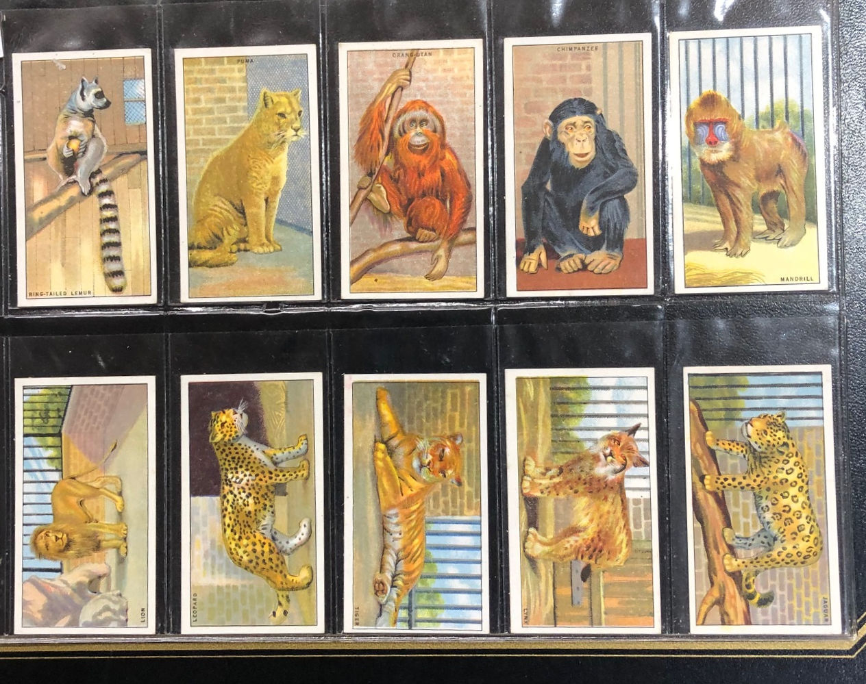 Morris Animals At The Zoo Grey Back Cigarette Cards