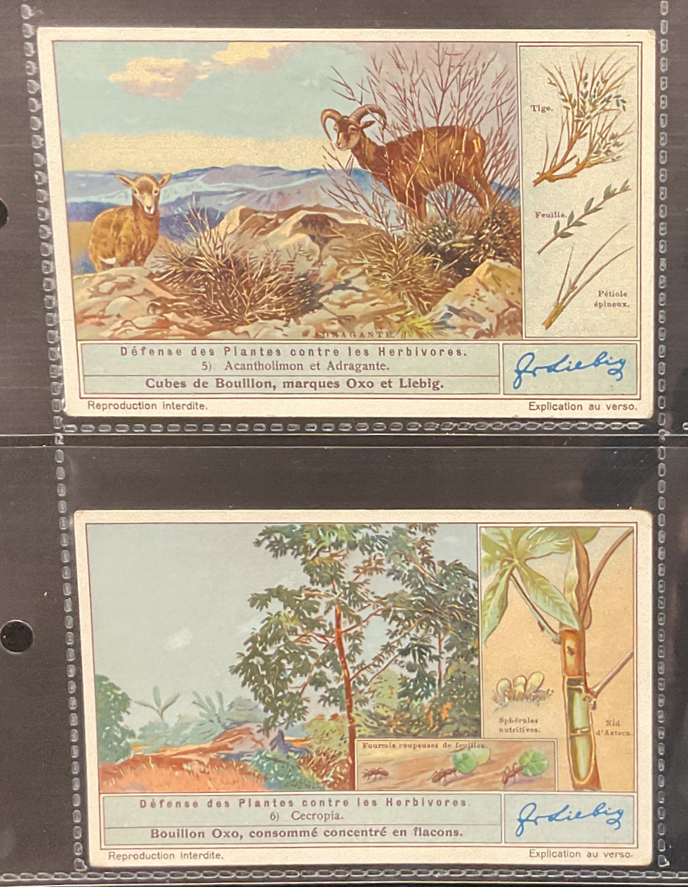 Thumbnail: Liebig Animals And The Plants They Eat S1352 Trade Cards